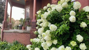 A brick building with a covered porch and a large bush of white flowers. - Vineyard Mansion & Carriage House Bed & Breakfast (St. Joseph)