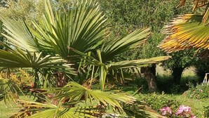 Een tuin met diverse planten en bloemen, waaronder roze rozen en groene bladeren.