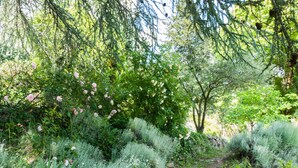 A natural outdoor area with a stone pathway surrounded by various plants and trees. - NEST OF LOVE in South Ardèche (Les Vans)