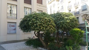 A building with a sign for 'Tyler Insurance' and two well-maintained trees in front. - 2 rooms Full City Center, Clim WIFI Absolute Calm at 400 m Promenade des Anglai (Nice)