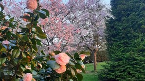 A garden with blooming pink flowers and a backdrop of trees.