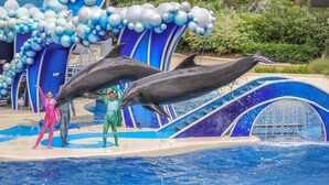 A dolphin show with performers in colorful costumes interacting with dolphins in a water pool. - Ocean Beach Sunset Cottage - Steps to Shoreline (San Diego)