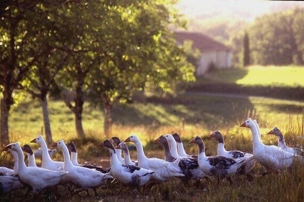 Un grupo de gansos en un campo de hierba con árboles y un edificio al fondo.