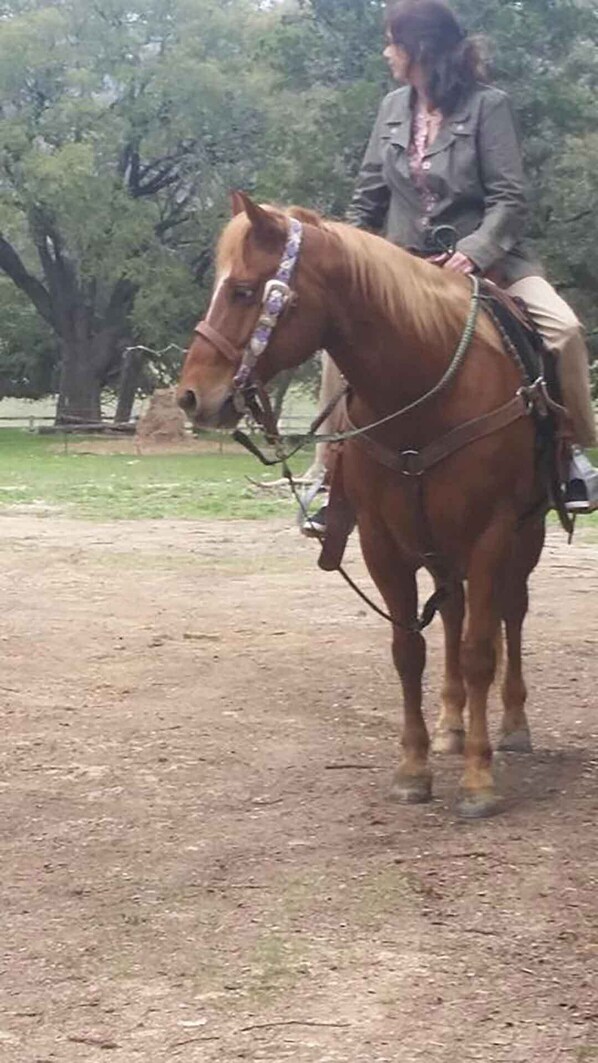 Une personne à cheval, évoluant dans un espace extérieur, au milieu d’arbres et sur un sol en terre.