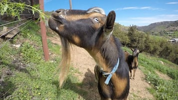 Overnatningsstedets område