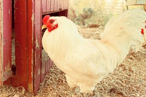 2 bedrooms, iron/ironing board, travel crib, free WiFi