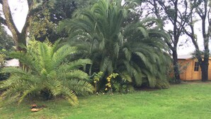 Een weelderige tuin met een grote palmboom en een houten constructie.