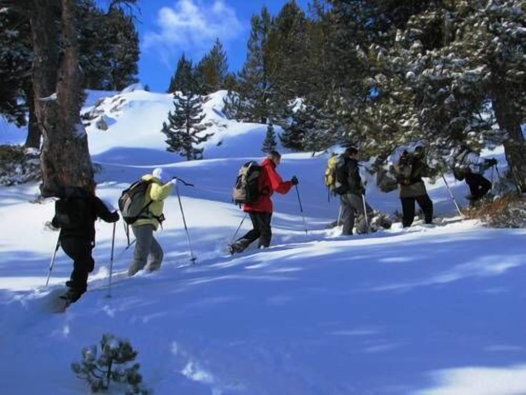 A group of people cross-country skiing in a snowy forest.