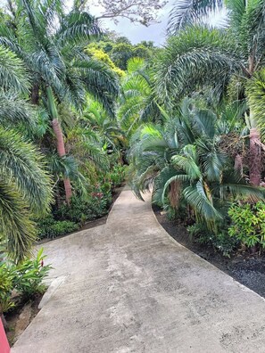 A concrete pathway flanked by dense tropical foliage, leading through a lush garden area.