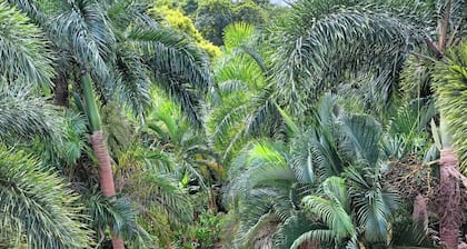 Private Pool*Full Solar*Secluded Rainforest Setting*1 Mile from PR3*20 From SJU