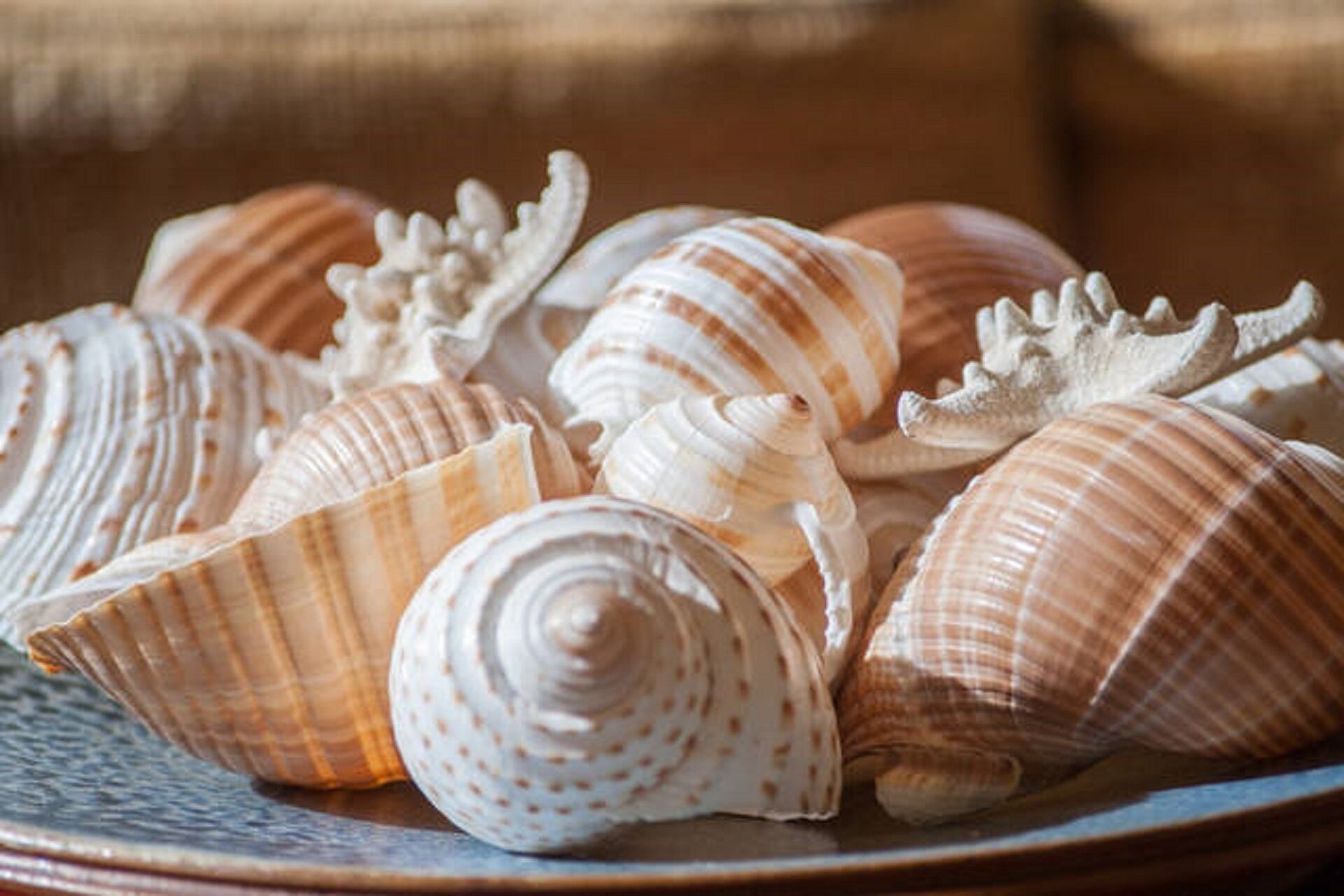 Une collection de coquillages disposés sur une assiette en céramique.