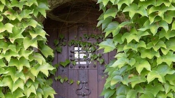 Une porte en bois, en partie recouverte de feuilles de lierre vert.