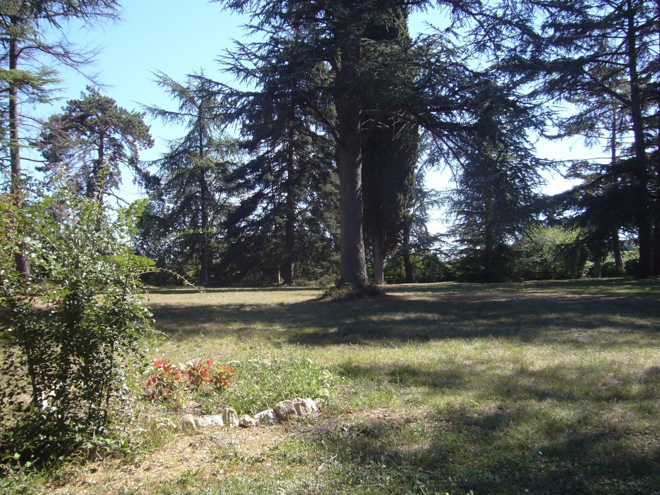 A natural landscape with a large tree, grassy area, and some flowering plants.