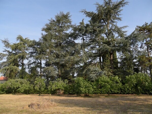 A large coniferous tree in a landscaped area with a clear sky. - Villa Marambat (Marambat)