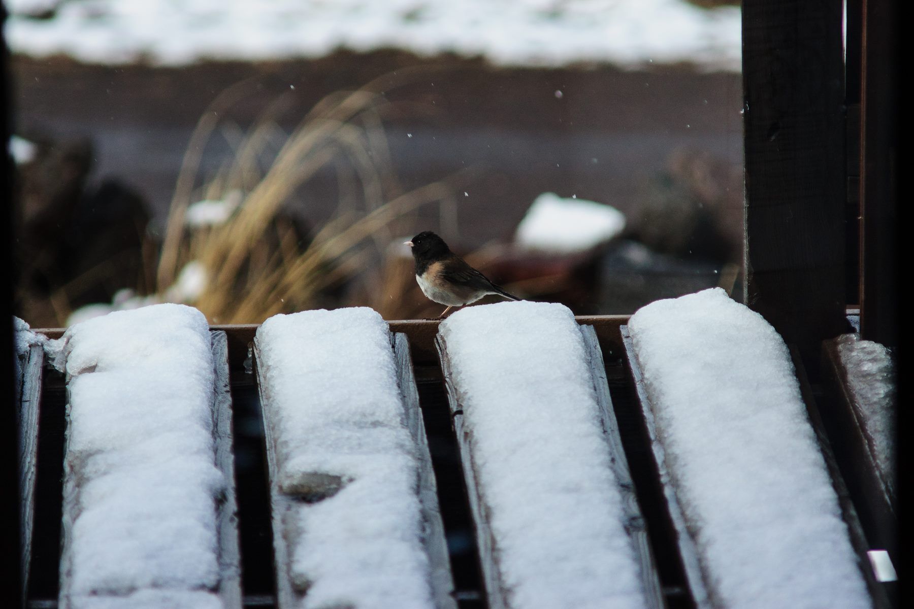 A bird perched on a snow-covered bench.