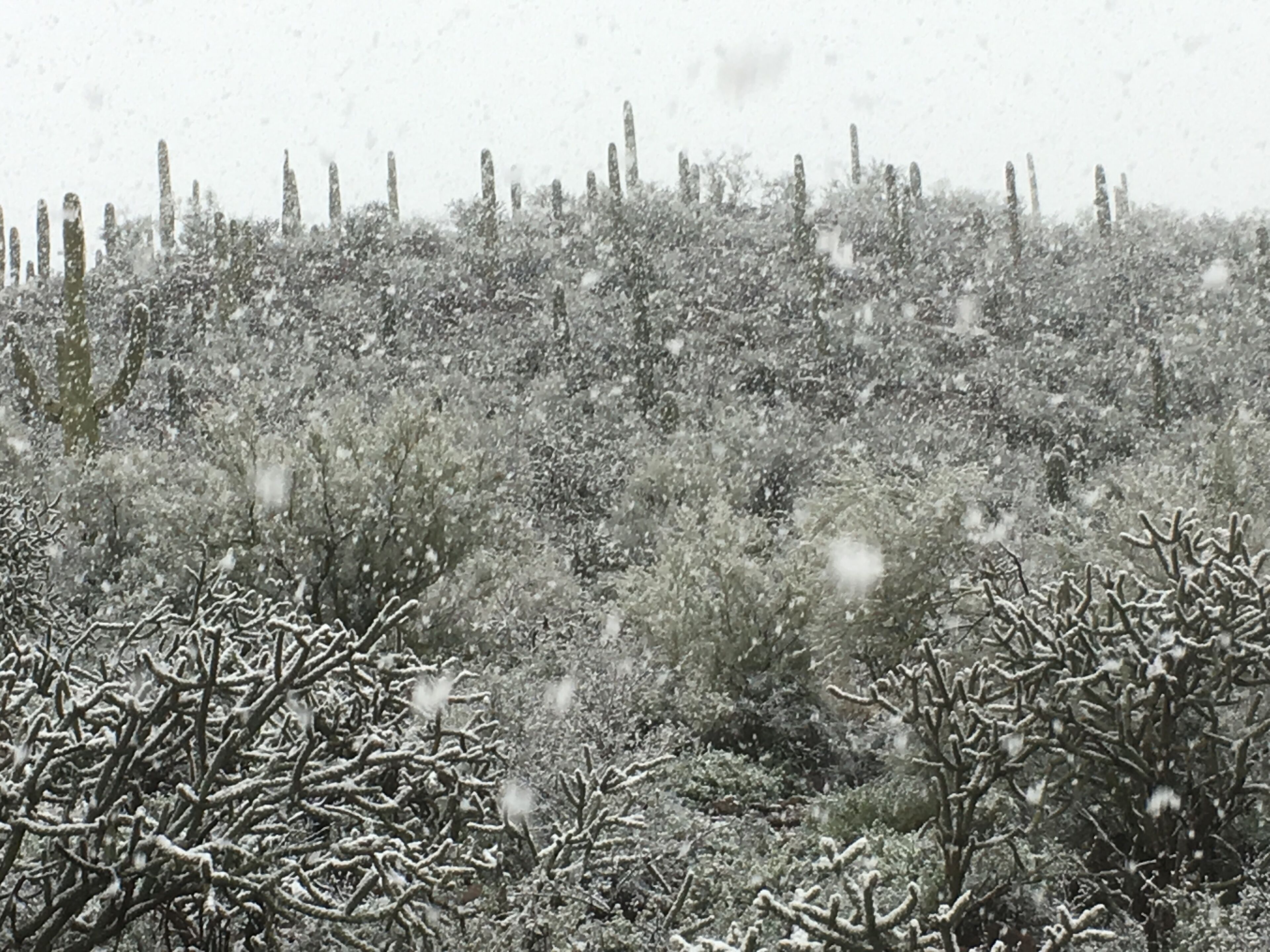 A snowy landscape with dense shrubbery and a fence in the background.