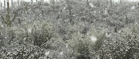 A snowy landscape with dense shrubbery and a fence in the background.