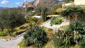 Un jardin avec diff érentes sortes de plantes et une montagne en arrière-plan.