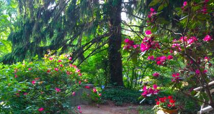 Close to Everything Asheville! Small Deck, Wooded Trails to UNCA, Garden View