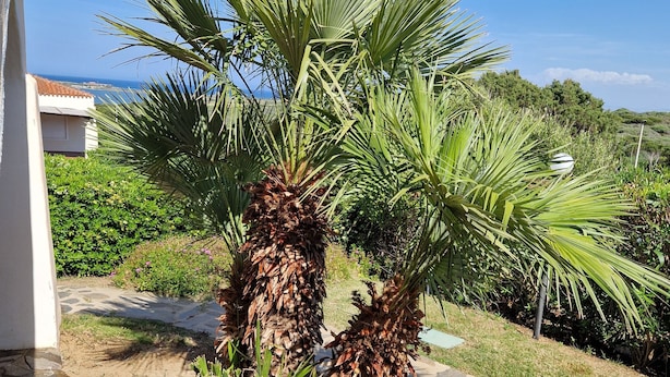 Una pequeña palmera en un jardín con un sendero de piedra y un edificio blanco al fondo.