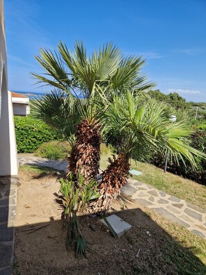 A small palm tree in a garden area with a stone pathway and a white building in the background. - Exclusive Iris villa with garden and private pool, 6 p.l. (Stintino)