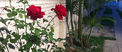 Jardin