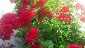Un jardín con flores rojas y follaje verde.