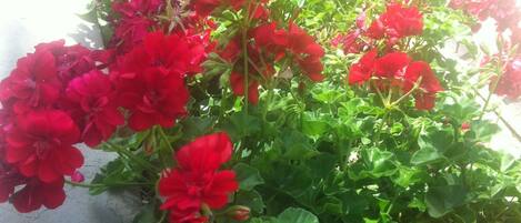 A garden with red flowers and green foliage.