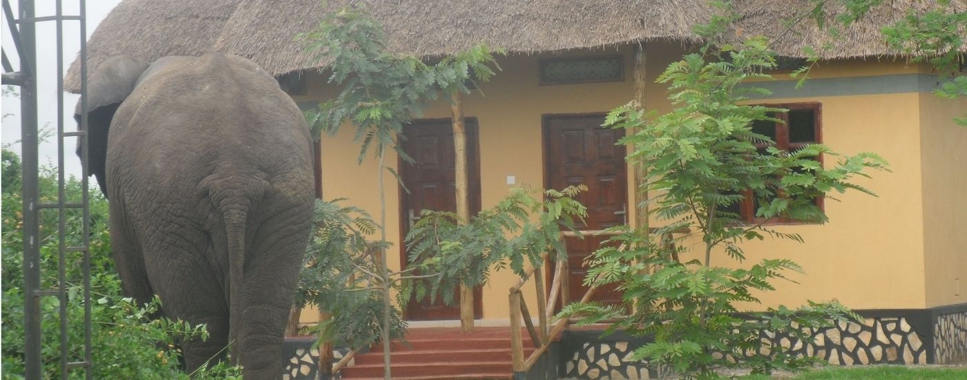 Un éléphant se trouve près d’un bâtiment dont le toit est fait de chaume et qui possède un escalier menant à l’entrée.