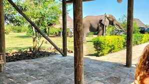 Un espacio al aire libre con un elefante grande, una estructura de techo de paja y un camino pavimentado.