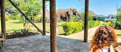 An outdoor area with a large elephant, a thatched-roof structure, and a paved path.