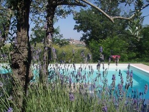 A swimming pool surrounded by lush greenery and lavender plants.