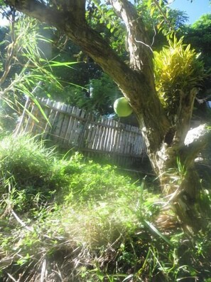 Property grounds - Perfect home for rest and relaxation. Breathtaking view of the carribean sea. (Lucea town)