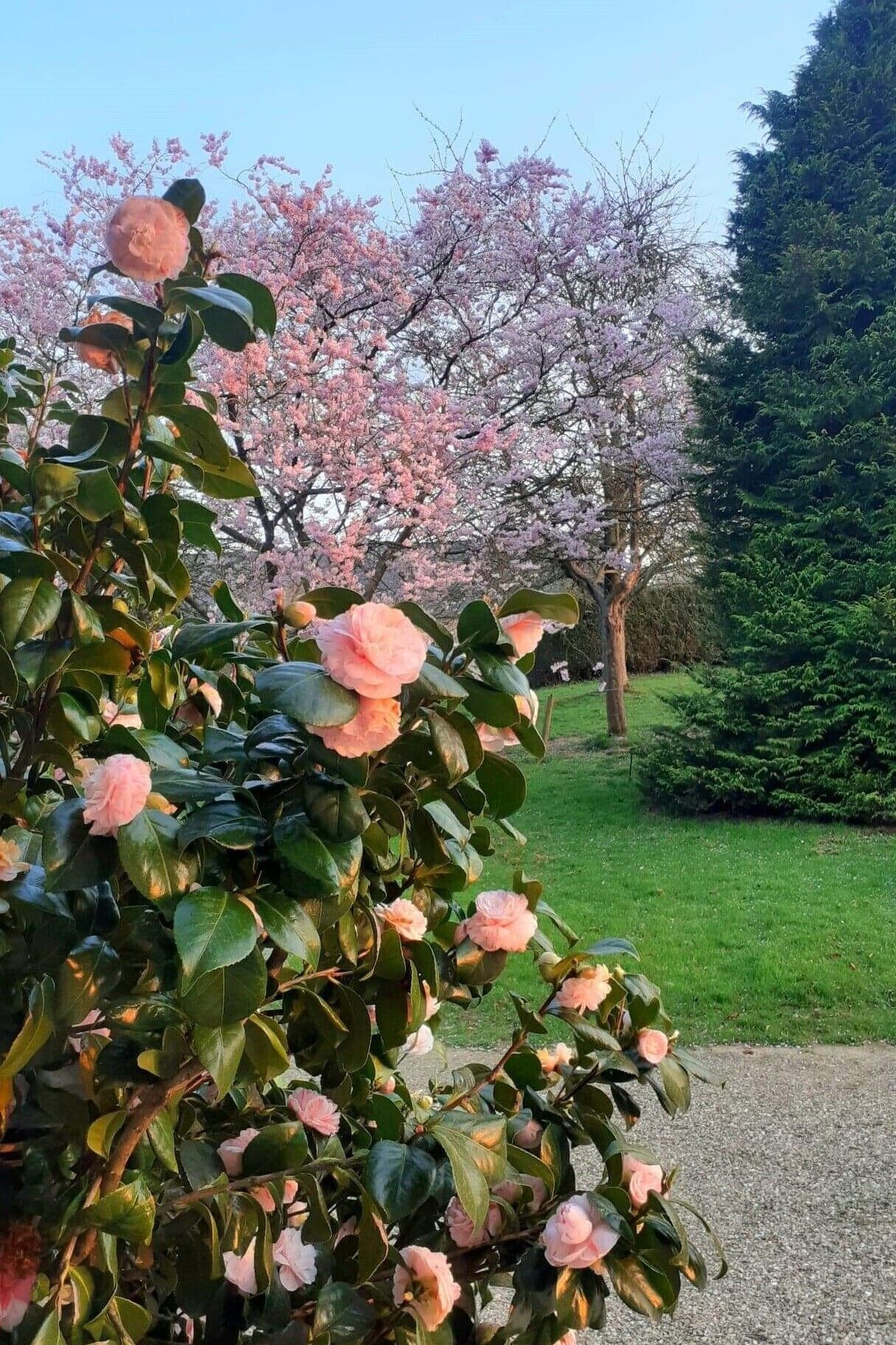 A garden with blooming pink flowers and a variety of trees.