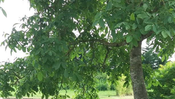 Un jardin aménagé avec un muret en pierre aux lignes courbes, un arbre et un parterre de fleurs.