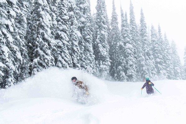 A snowy landscape with dense evergreen trees.