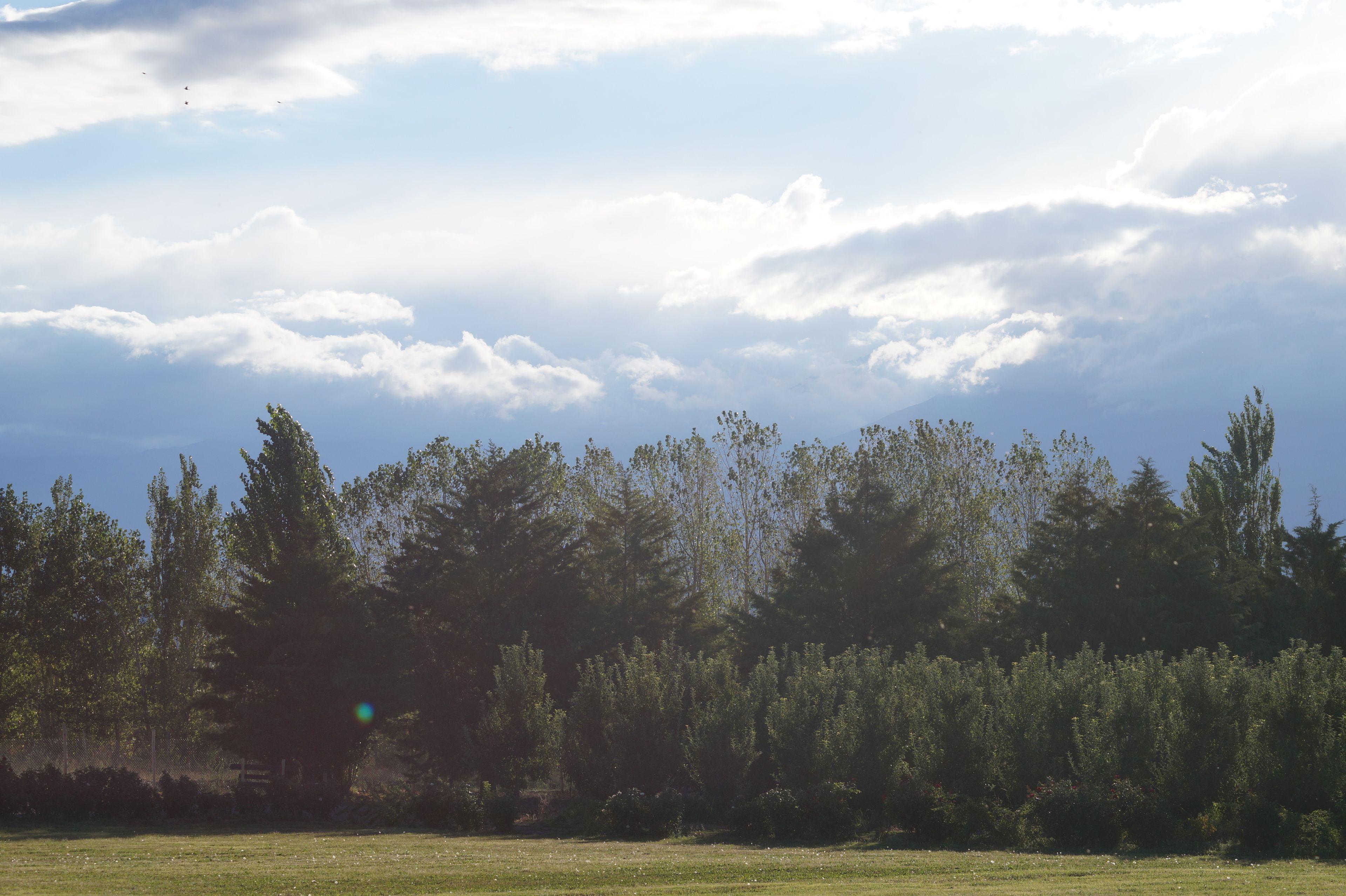 A field with a line of trees and a clear sky.