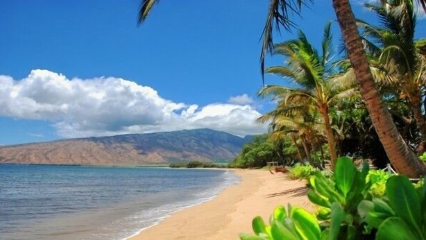 A beach with palm trees and mountains in the background. - Ocean views at Kealia Resort on Sugar Beach! (Kihei)