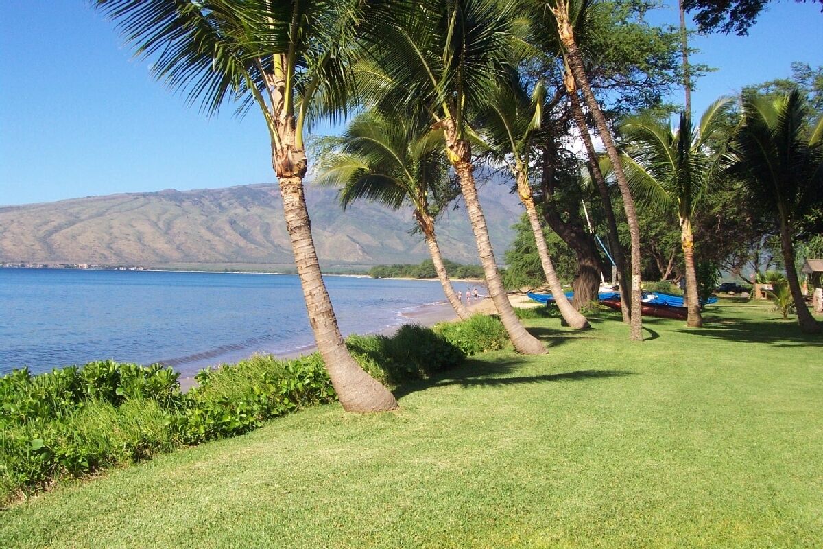 A grassy area with palm trees and a view of the ocean.