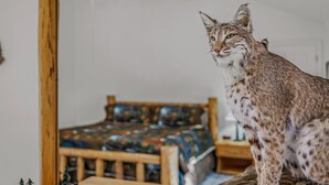 A lynx-like cat sitting in front of a mirror in a room with a bed and a wooden headboard.