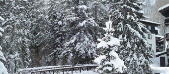 Mountain Comfort Overlooking Stream Surrounded by Evergreens on shuttle