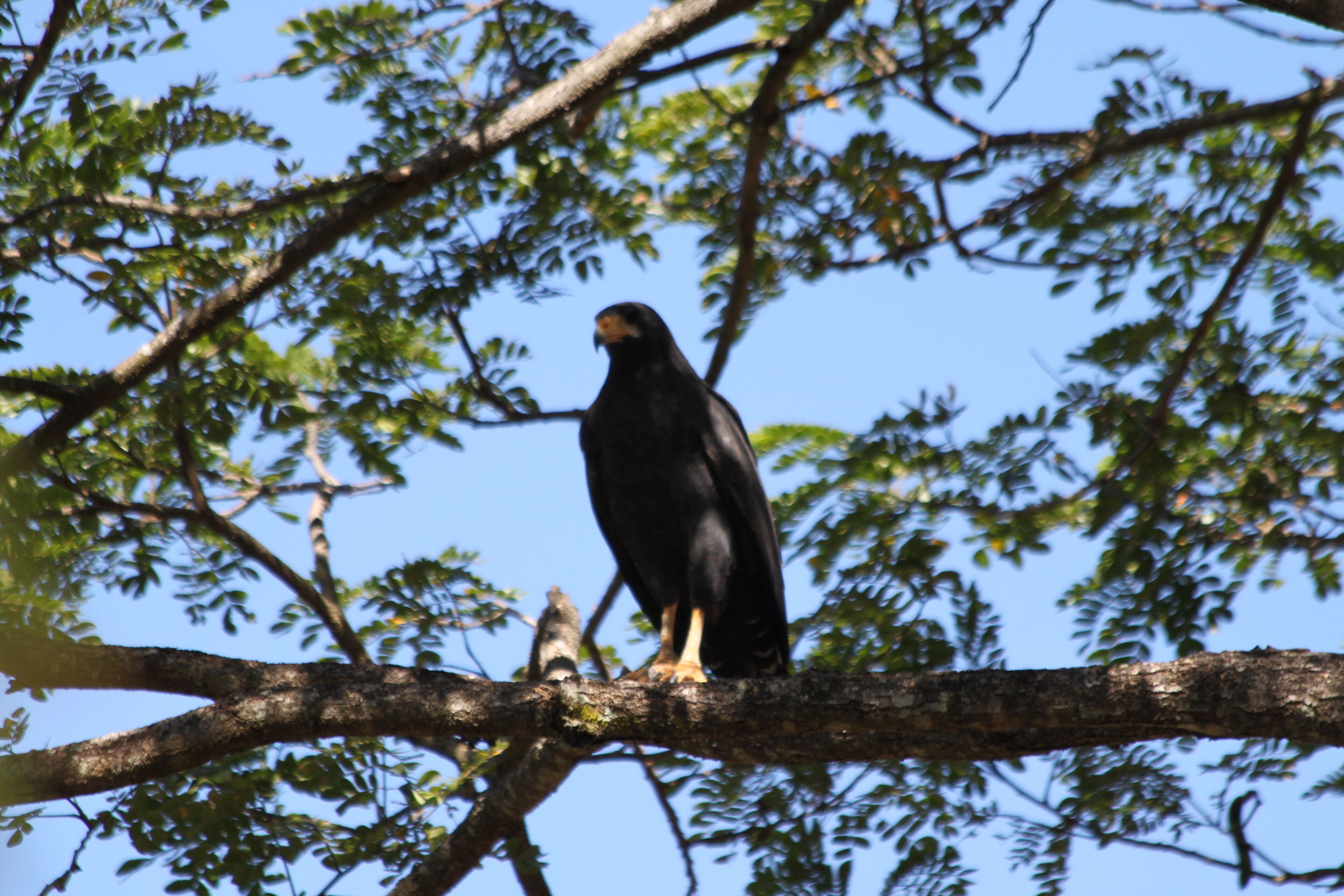A bird perched on a tree branch.