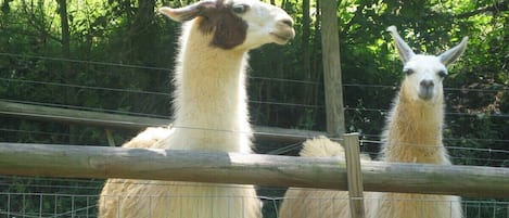 Dos alpacas dentro de un cercado con un poste de madera y malla de alambre.