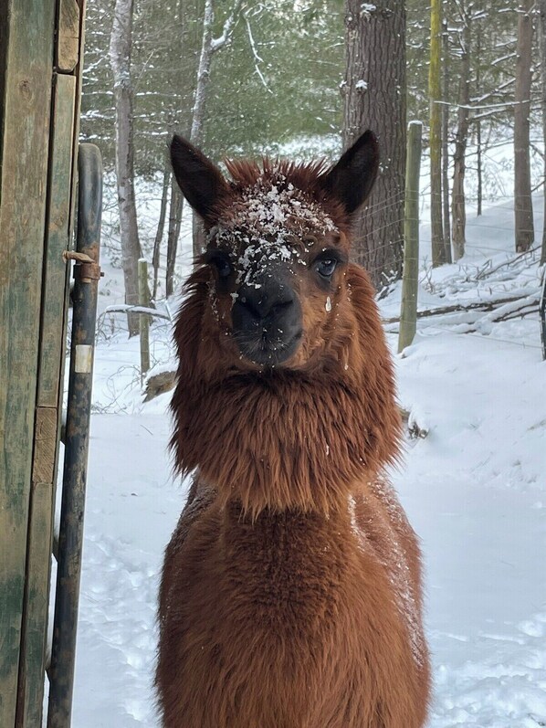 A llama standing in a snowy outdoor area with a wooden structure in the background.