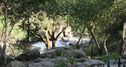 Cerca de Yosemite y Bass Lake en Lewis Creek. Mascota amigable
