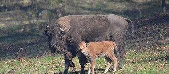 Bison Overlook Lodge: on a 65-acre bison ranch