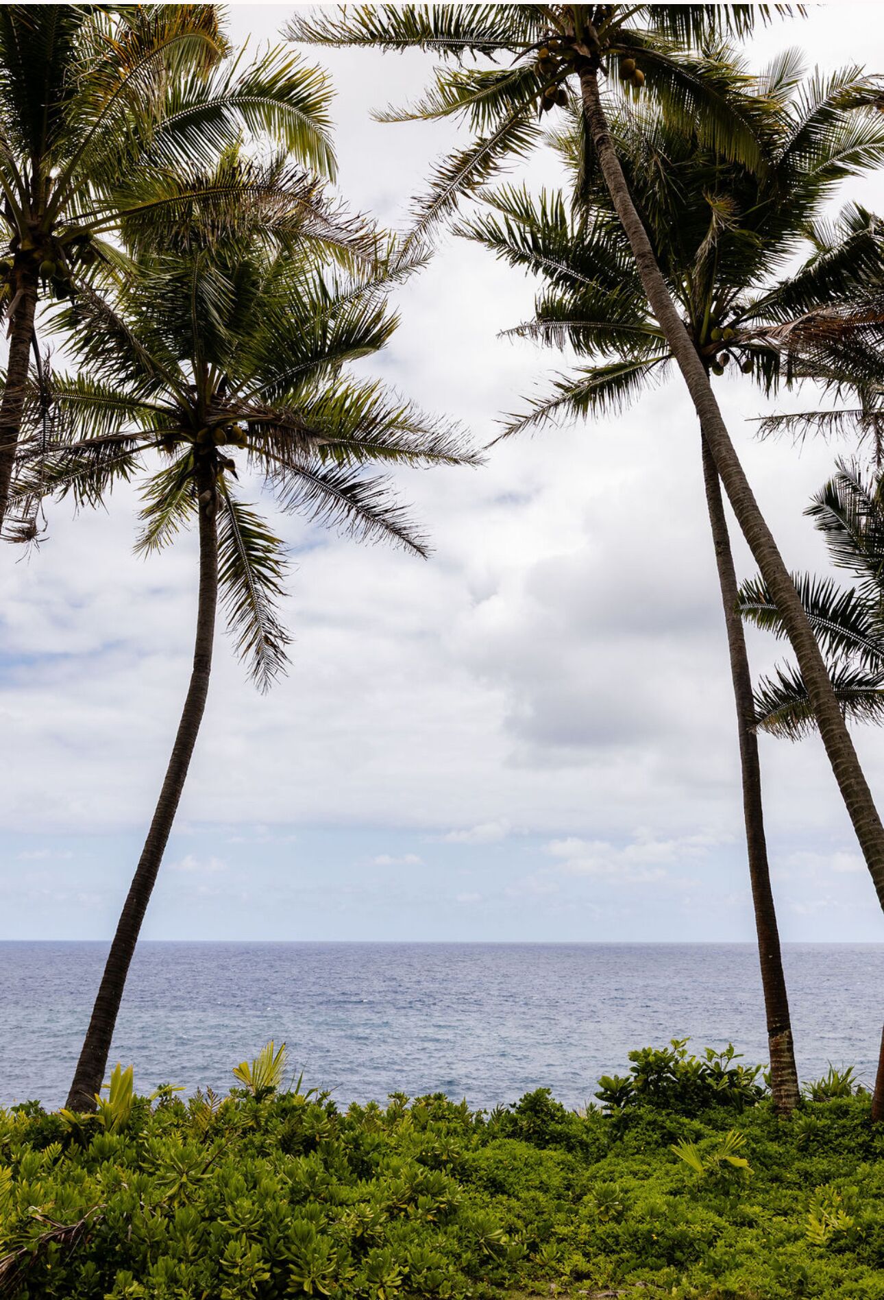 A coastal landscape with palm trees and a view of the ocean.