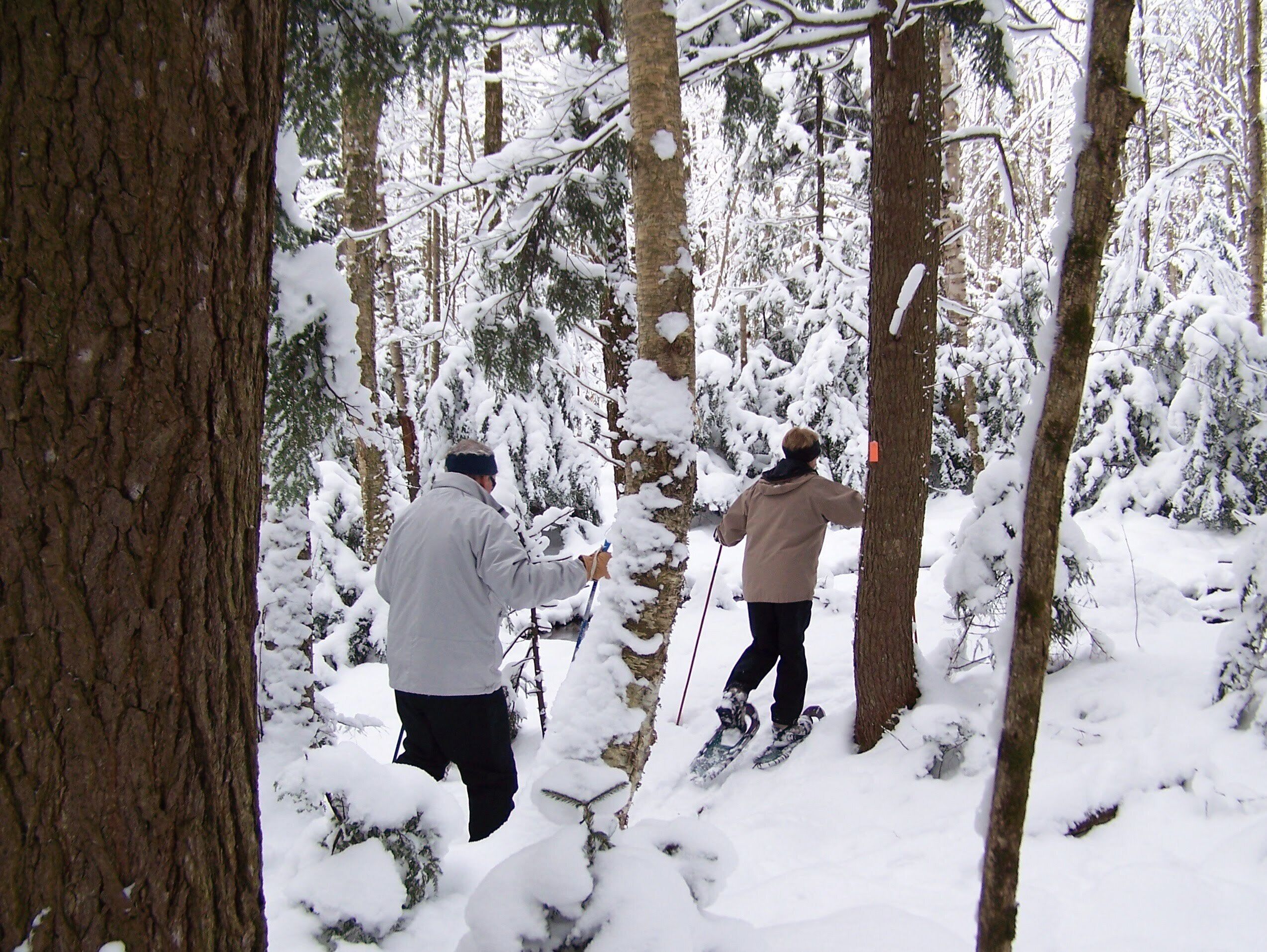 Two people skiing in a snowy forest.