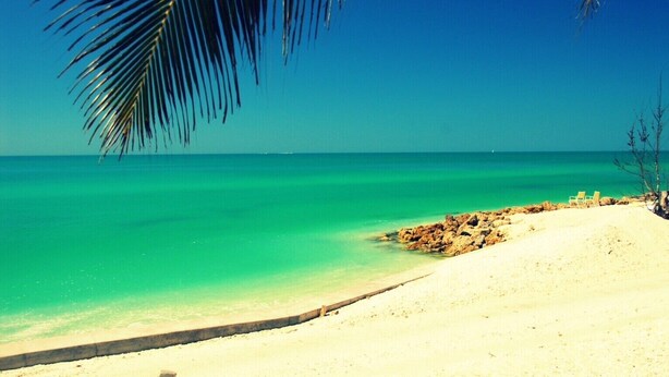 Uma praia com águas turquesa cristalinas, areia branca e uma palmeira.