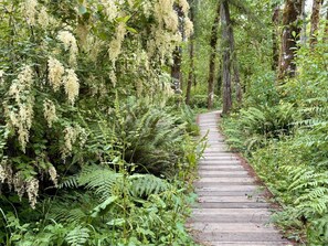 A wooden pathway through a forest with dense foliage and trees. - Magical Puget Sound Beachfront Cottage --Panoramic View +Kayaks, Hiking, Birds! (Olympia)